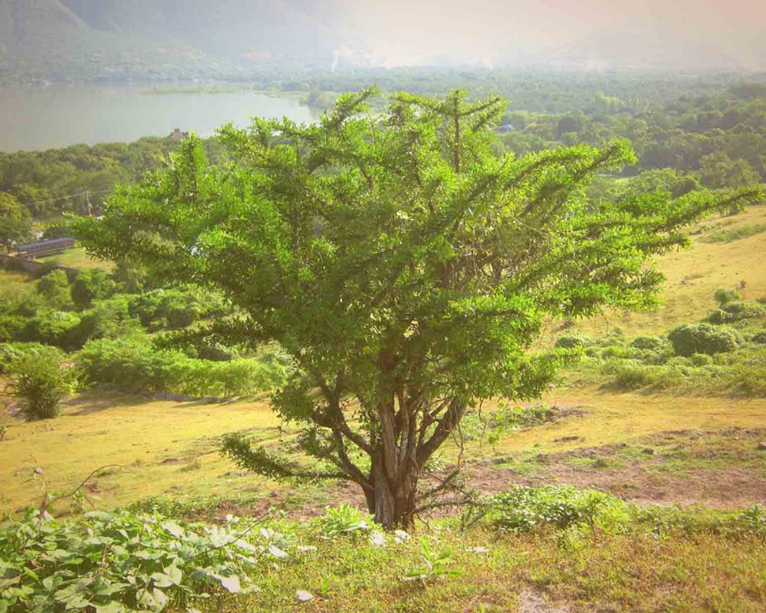 MULTITUDES:  Árbol