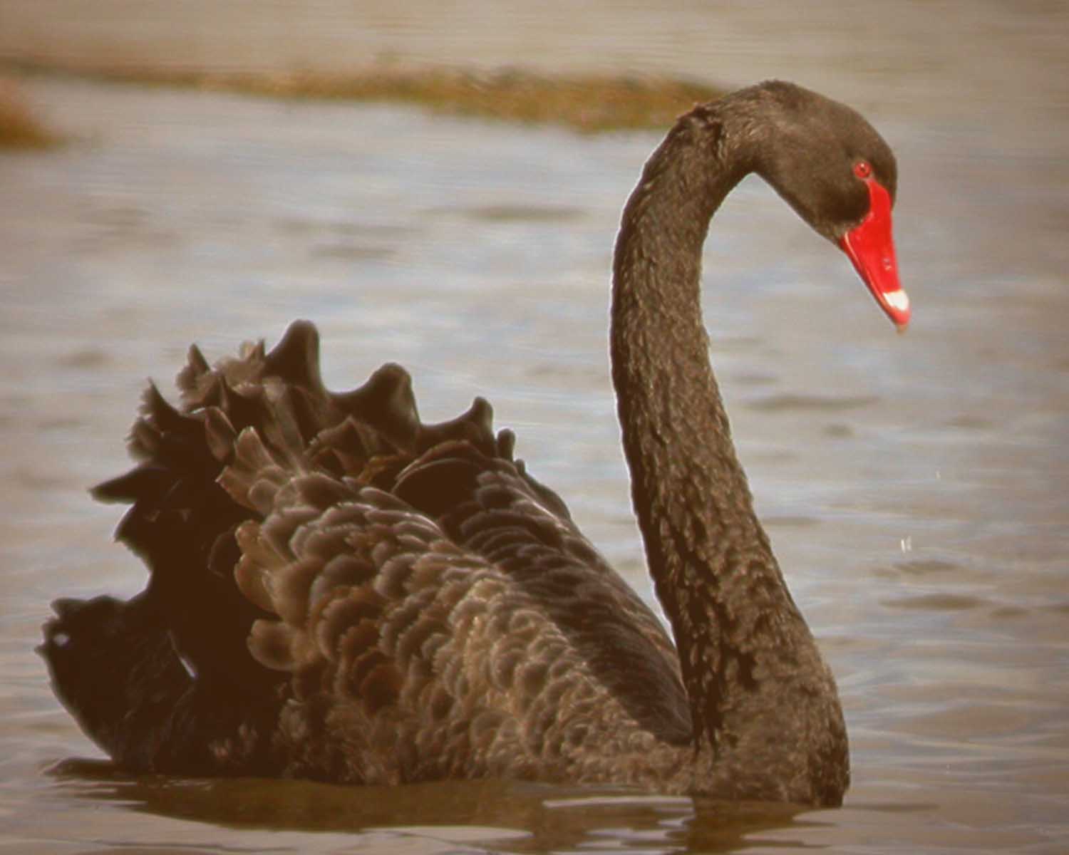 Rubén Darío es un “Cisne Negro”